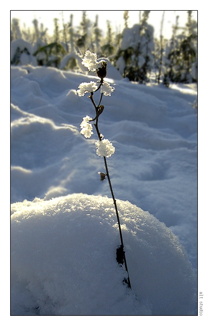 фото "Зимний цветок" метки: природа, цветы