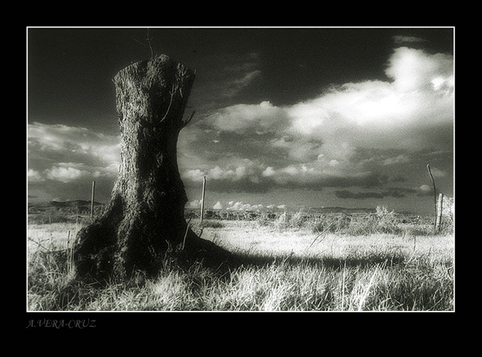 photo "Stump or Cut Lifes" tags: landscape, 