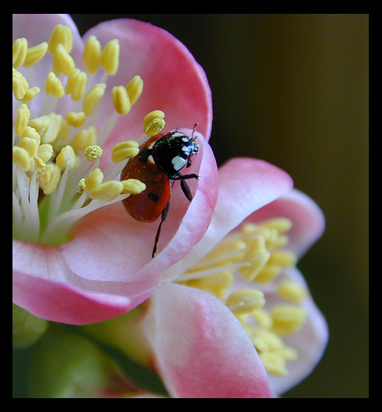 photo "Ladybug" tags: macro and close-up, nature, insect