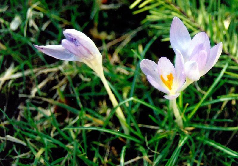 photo "Spring tango for three" tags: nature, macro and close-up, flowers