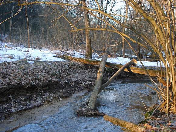 фото "Ходят здесь всякие! :)" метки: пейзаж, весна, вода