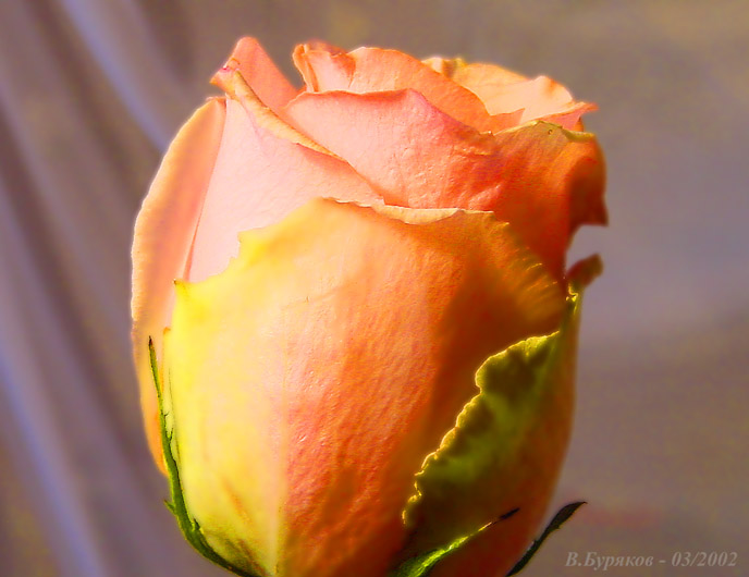 photo "Rose" tags: nature, macro and close-up, flowers