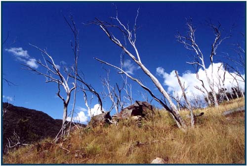 photo "Trees" tags: travel, landscape, Australia, mountains