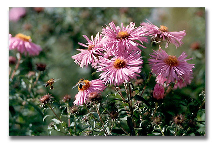 photo "Behind nectar." tags: nature, flowers, insect