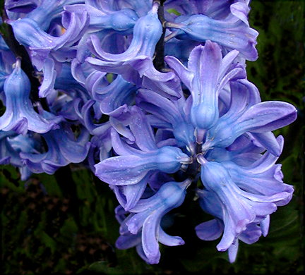 photo "I Spy Something Blue...." tags: nature, macro and close-up, flowers