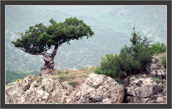 фото "И на камнях растут деревья..." метки: пейзаж, горы, лес