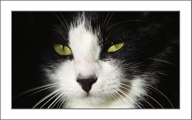 фото "Black" метки: природа, домашние животные