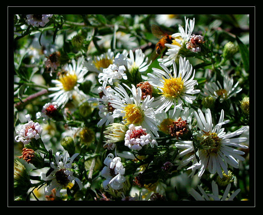 фото "The Hillside: Spring Unfurled" метки: природа, пейзаж, весна, цветы