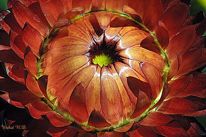 photo "Everlasting" tags: nature, macro and close-up, flowers