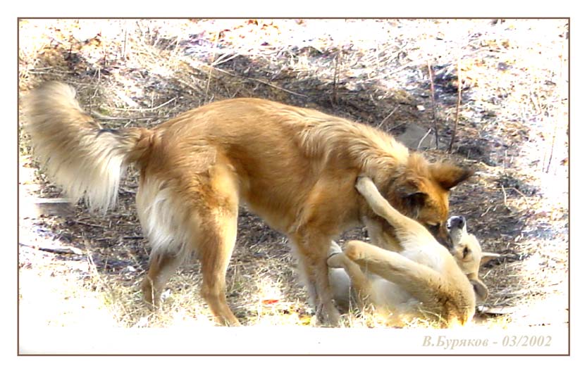 photo "Spring games at road" tags: nature, misc., pets/farm animals