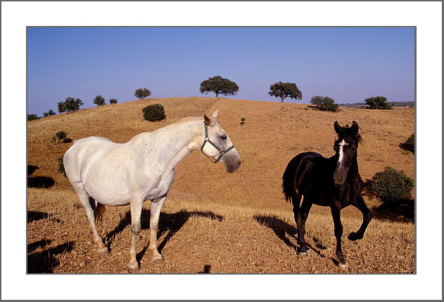 photo "Country (Horses)" tags: misc., 
