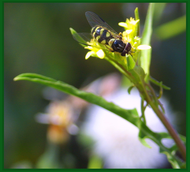 photo "Breakfast on a glade" tags: nature, flowers, insect