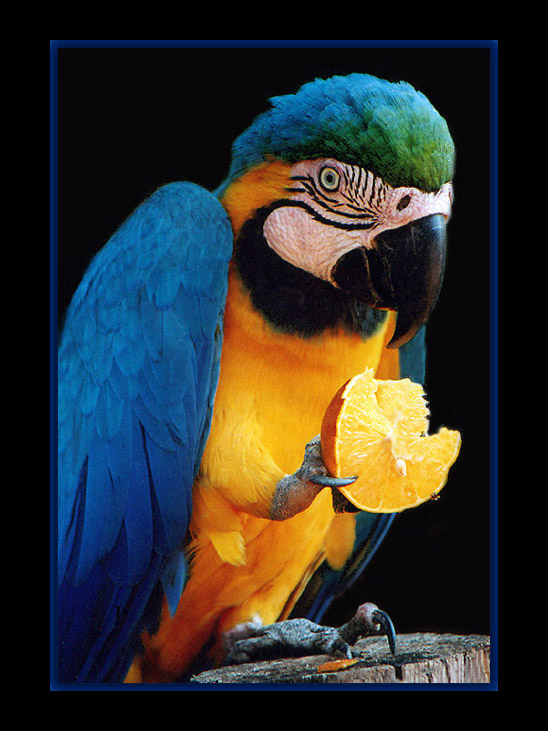 фото "Brazilian Colors" метки: природа, домашние животные