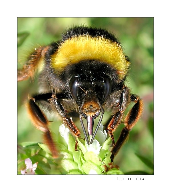 photo "Beeee!!" tags: macro and close-up, nature, insect