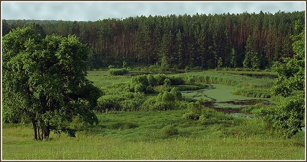фото "Русские просторы 4" метки: пейзаж, лес, лето