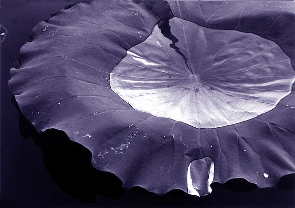 фото "lily leaf" метки: природа, цветы