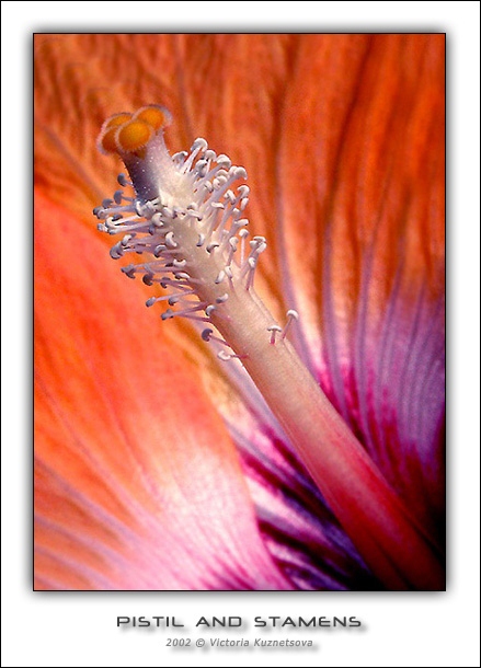 photo "Something about pistils and stamens - lesson 2" tags: macro and close-up, nature, flowers