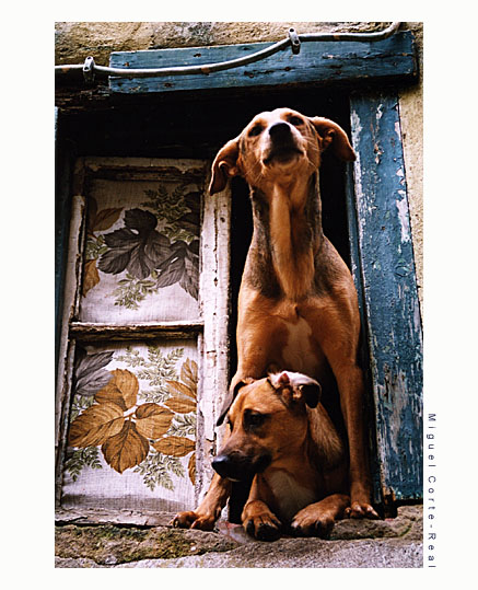 photo "at the window" tags: reporting, nature, pets/farm animals