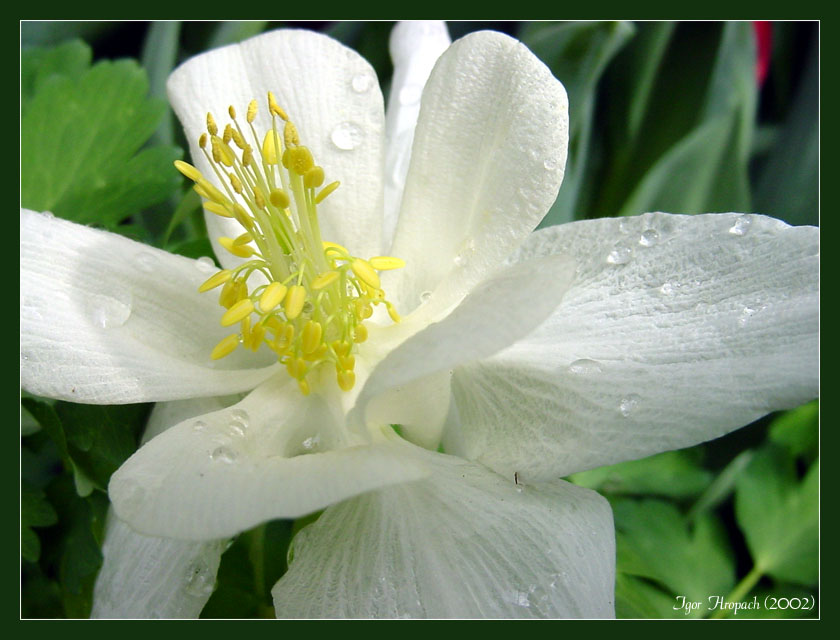 photo "Peak of Blossoming" tags: macro and close-up, nature, flowers