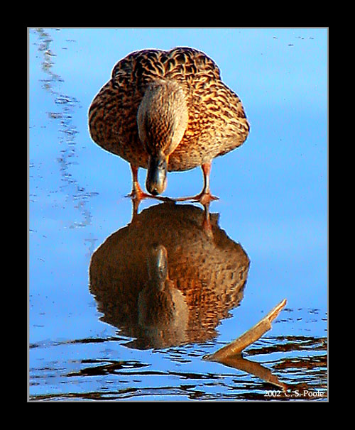 фото "You talkin` to me?" метки: природа, дикие животные