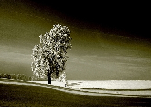photo "silence [dedicated to Elfi Kaut]" tags: landscape, winter