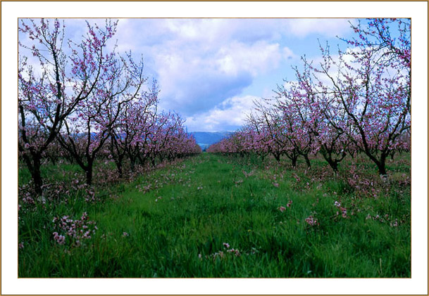 фото "Modesto beauty" метки: природа, 