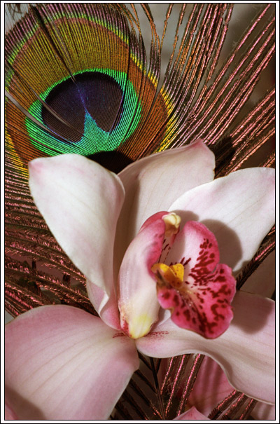 photo "Orchid" tags: still life, 