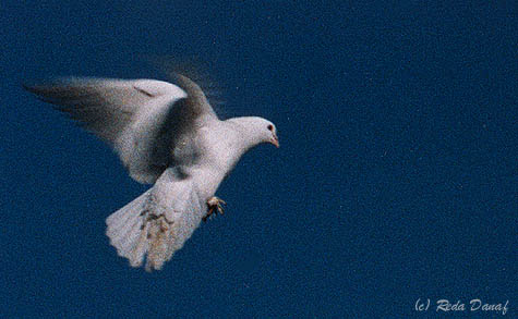 photo "Flight" tags: nature, 