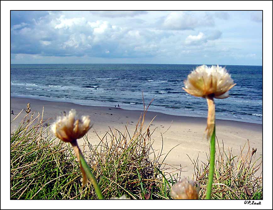 фото "Fyreby dune" метки: пейзаж, вода, лето