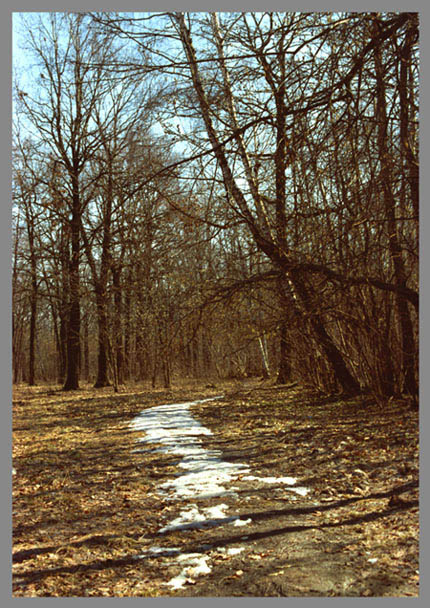 photo "Last snow." tags: landscape, forest, spring