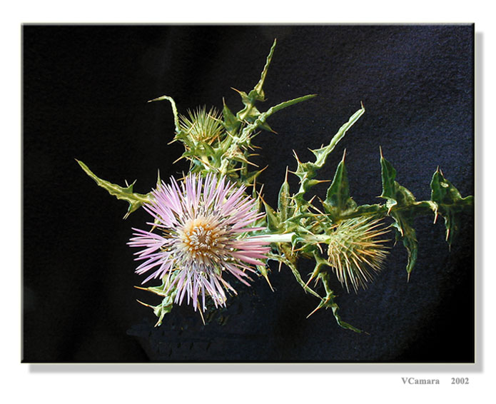 photo "Thistle flowers" tags: misc., 