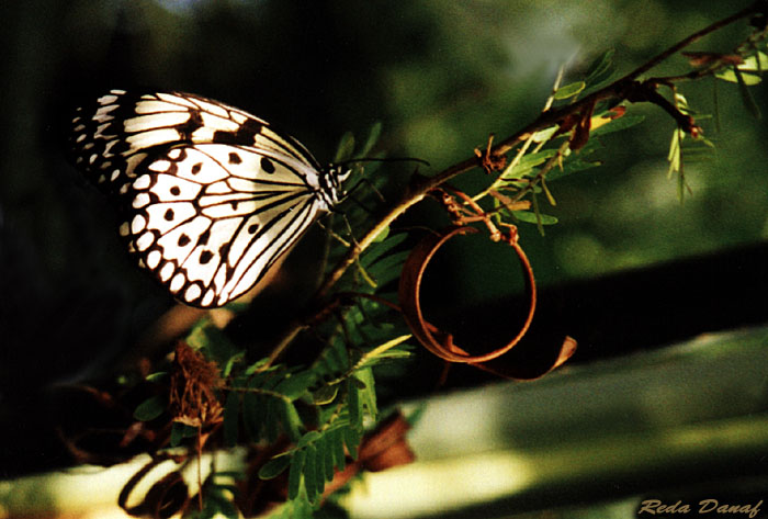 photo "Butterfly" tags: nature, insect