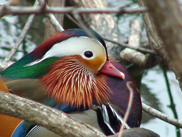 photo "Mandarin Duck" tags: misc., nature, wild animals