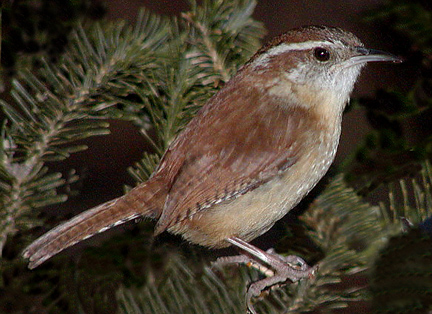 фото "Carolina Wren at Dusk..." метки: природа, дикие животные
