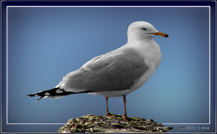 photo "Soft gull 2" tags: nature, wild animals