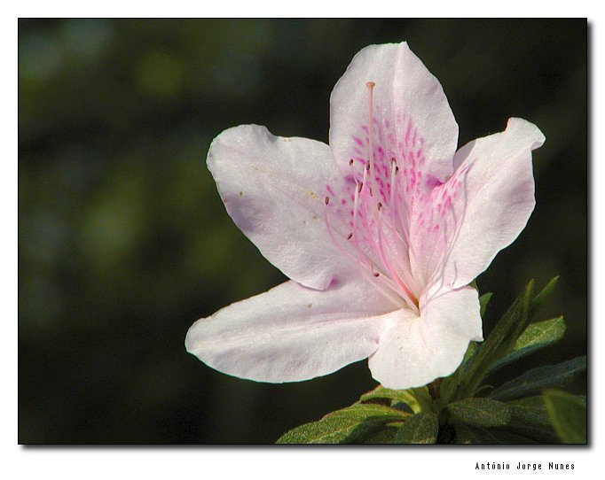 photo "* * * * *" tags: nature, flowers