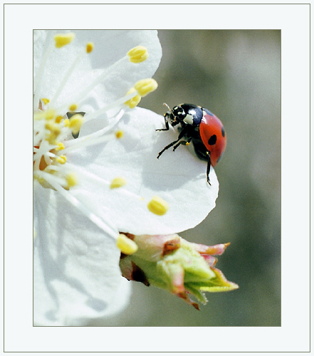 photo "On service at Spring" tags: macro and close-up, nature, insect