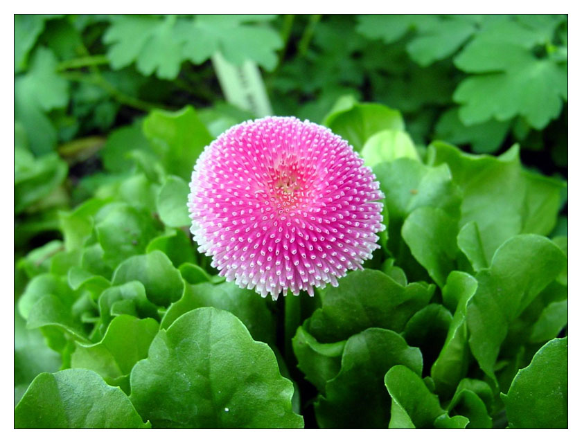 photo "Purple sphere" tags: macro and close-up, nature, flowers