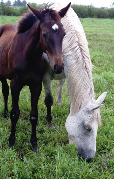 photo "...with mama" tags: genre, nature, pets/farm animals