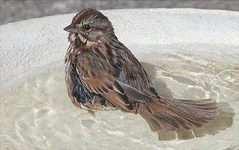 photo "A Spring Bath..." tags: nature, wild animals