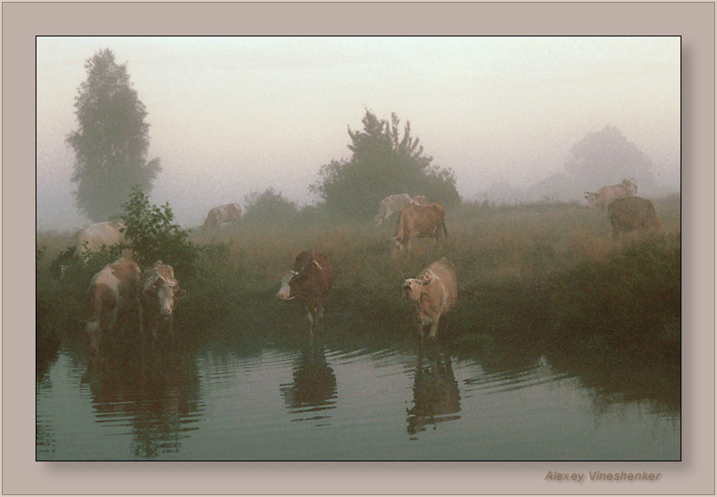 photo "Kows. Early morning." tags: nature, landscape, pets/farm animals, water