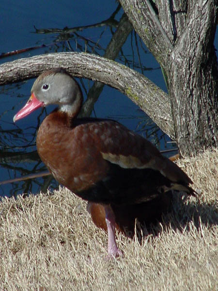 photo "Black Belly Whistling Duck" tags: nature, wild animals