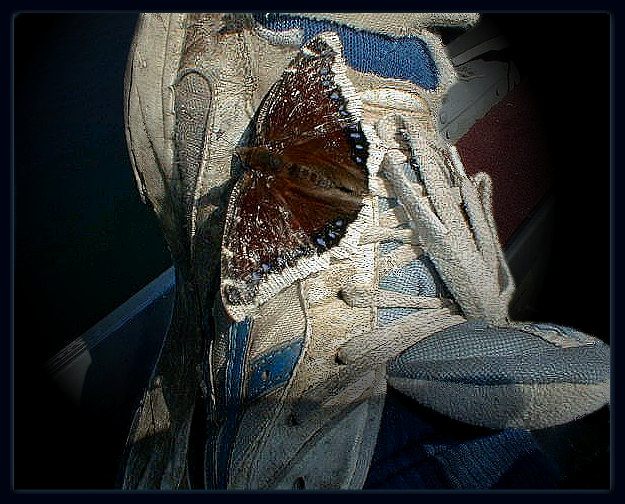 фото "Textures: Tattered on Tattered" метки: природа, разное, насекомое