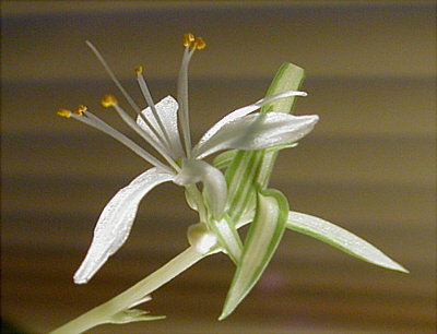 photo ""Shhh...my spider plant is having a baby !!" tags: nature, humor, flowers