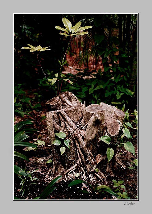 photo "Untitled photo" tags: nature, 