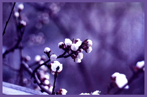 фото "Абрикоска" метки: природа, макро и крупный план, цветы