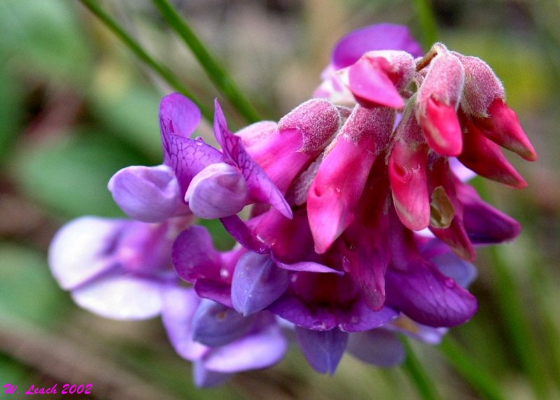 photo "Wild Peavine" tags: macro and close-up, nature, flowers