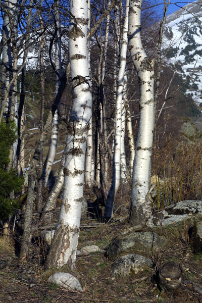фото "Березы" метки: пейзаж, лес