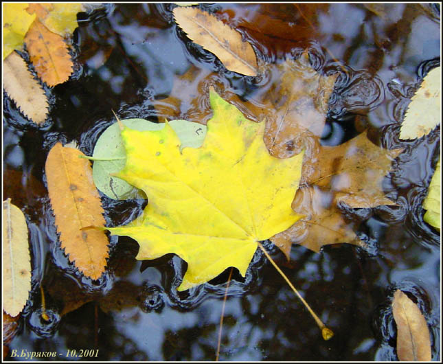 фото "Осени флажок упал..." метки: пейзаж, макро и крупный план, осень