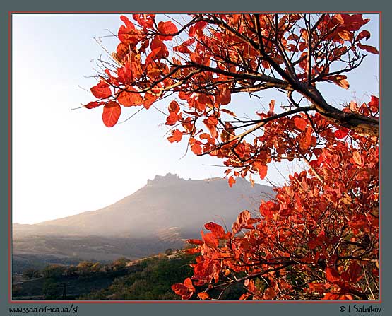 фото "Осень в Крыму" метки: пейзаж, природа, осень, цветы